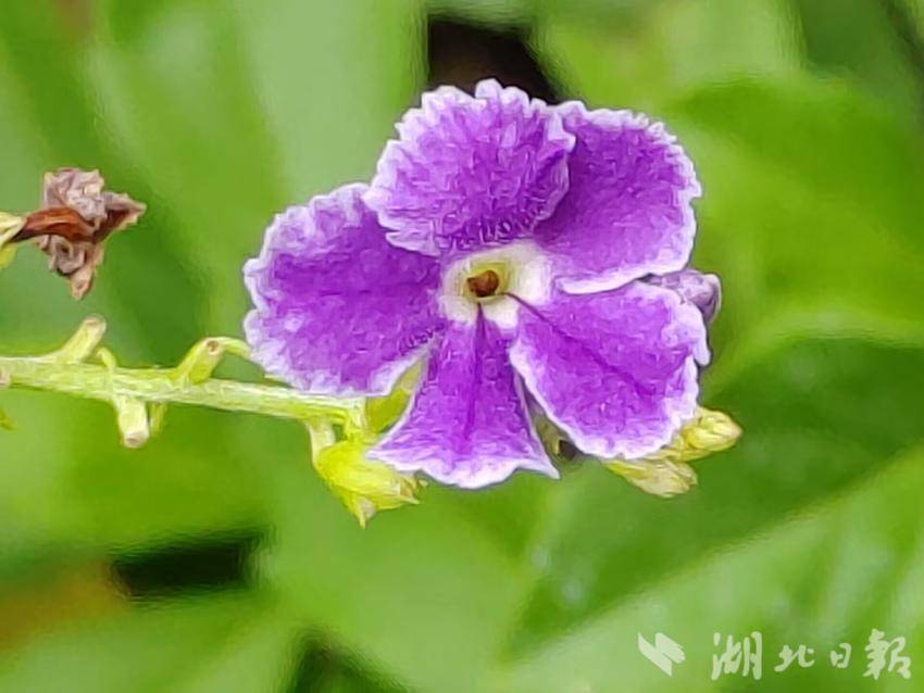 担保菠菜导航